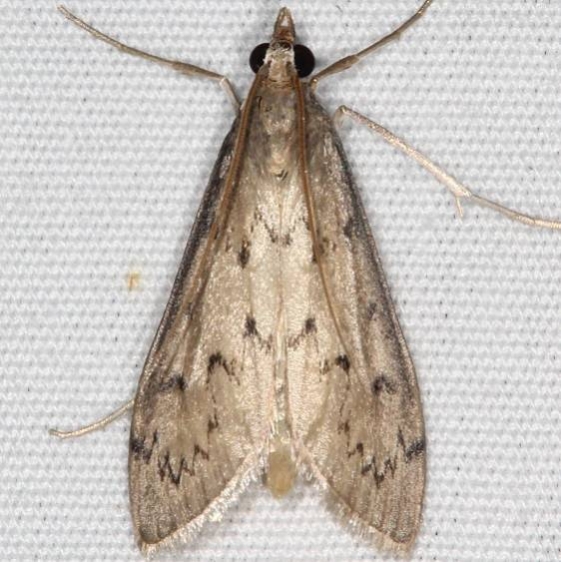 5186 Blepharomastix haedulalis Campsite 119a Falcon St Pk BG 10-22-16_opt