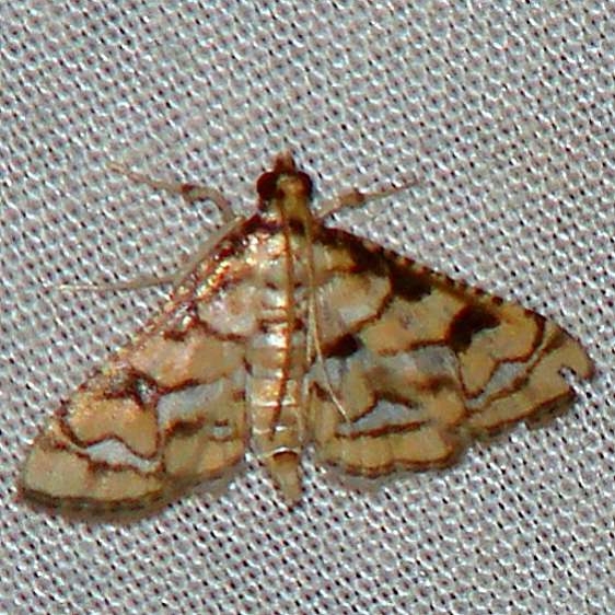 5187 Hileithia Magualis Benson State Park Texas 10-16-08