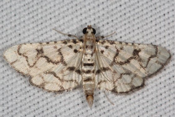 5189 Hileithia rehamalis Bear-Island-Big-Cypress Preserve Fl 3-3-22