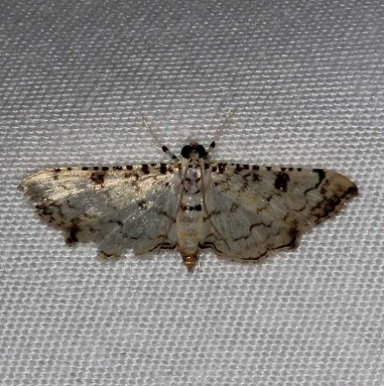 5190 Blepharomastix differentialis Highland Hammock 3-4-14