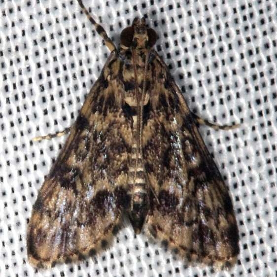 5191 Blepharomastix schistisemalis Collier Seminole St Pk 2-26-14