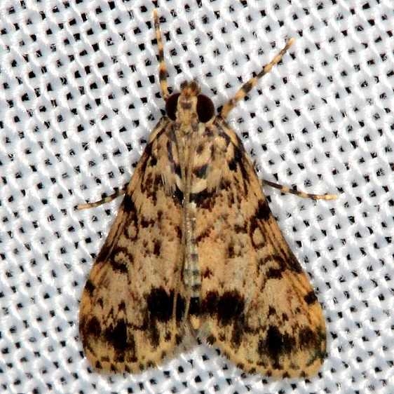 5191 Blepharomastix schistisemalis Mahogony Hammock 2-18-14
