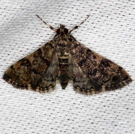 5191 Blepharomastix schistisemalis Pineland Evergladesa 2-18-14