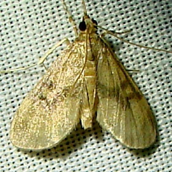 5192 Lygropia fusalis Rowdy Bend Trail Everglades 3-3-12