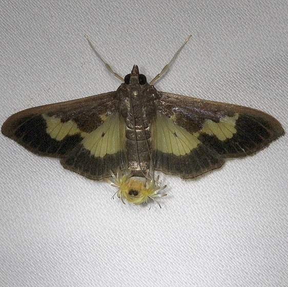 5202 Diaphania nitidalis Kissimmee Prairie St Pk 3-12-13