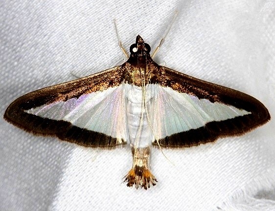 5204 Melonworm Moth NABA Gardens Texas 11-3-13