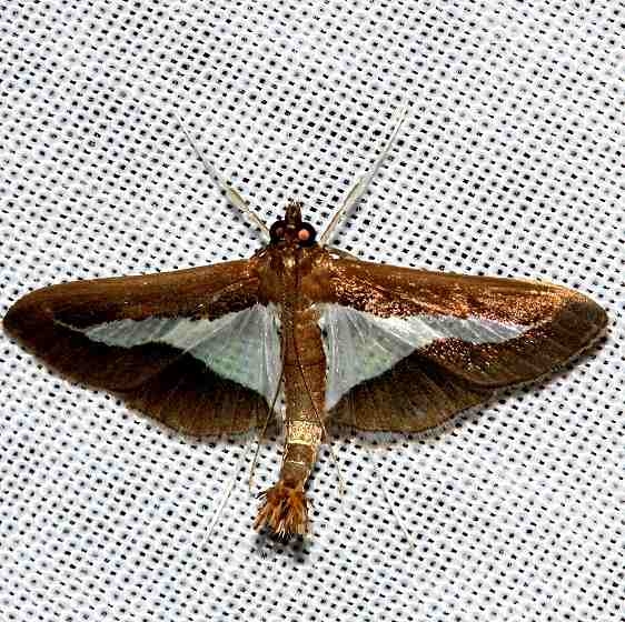 5208 Diaphania lualis Kissimmee Prairie St Pk 3-13-13