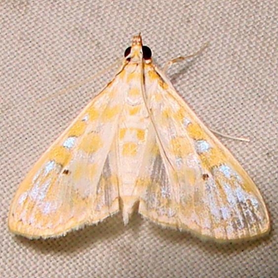 5210 Leucochroma corope Mahogany Hammock Everglades Natl Pk 2-25-12