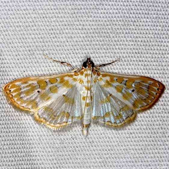 5210 Leucochroma corope Mahogony Hammock 2-18-14