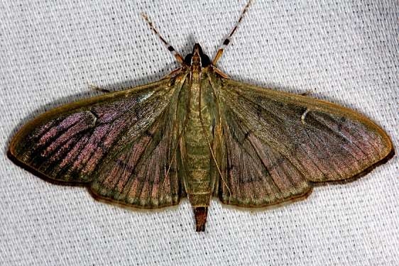5215 The Alamo Moth Hidden Lake Everglades 2-18-14