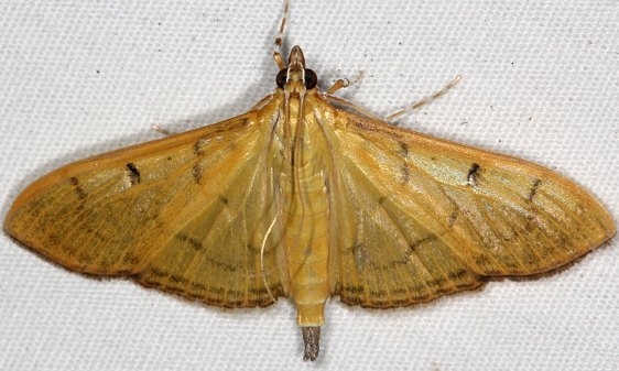 5215 The Alamo Moth yard 9-6-16_opt