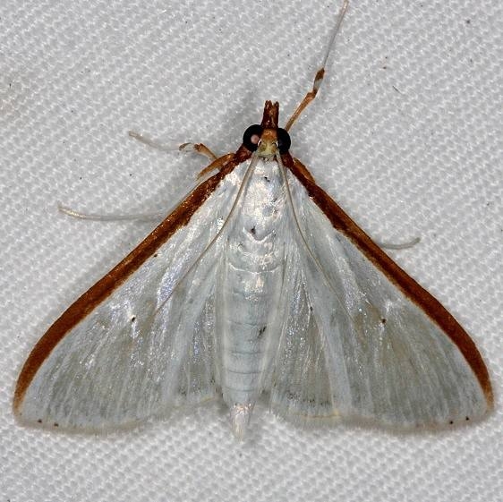 5216 Stemorrhages costata Long PIne Picnic area Everglades 3-2-15