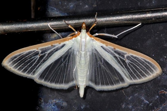 5218 Four-spotted Palpita Moth Campsite 119 Falcon St Pk Texas 10-23-16_opt
