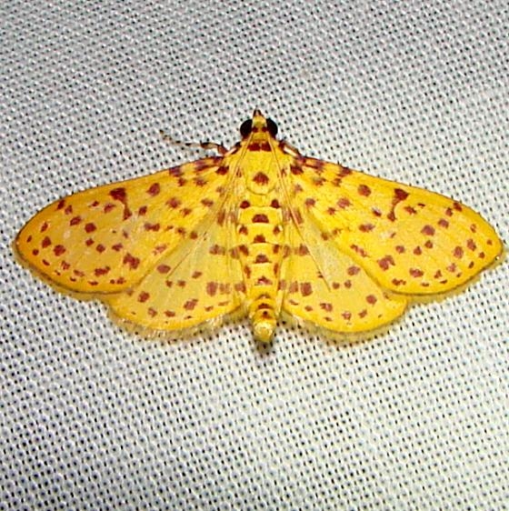 5230 Red-spotted Sweetpotato Moth Mahogany Hammock Everglades 2-27-12