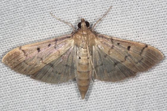 5244 Greater Sweetpotato Webworm Moth Silver Springs St Pk Fl 9-24-18 (61)_opt