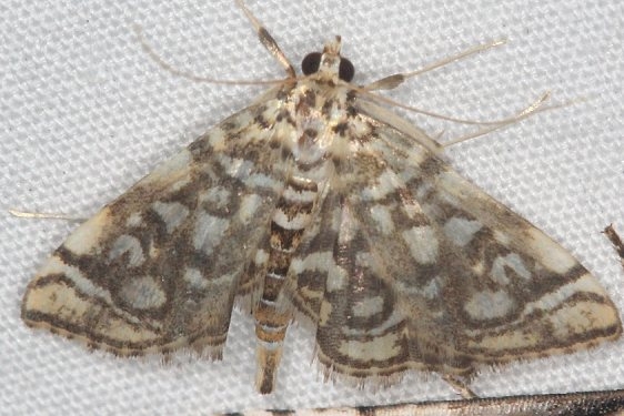 5250 Lygropis rivulatis Ash Rapids Lodge Lake of the Woods Ont 7-25-17 (47)_opt