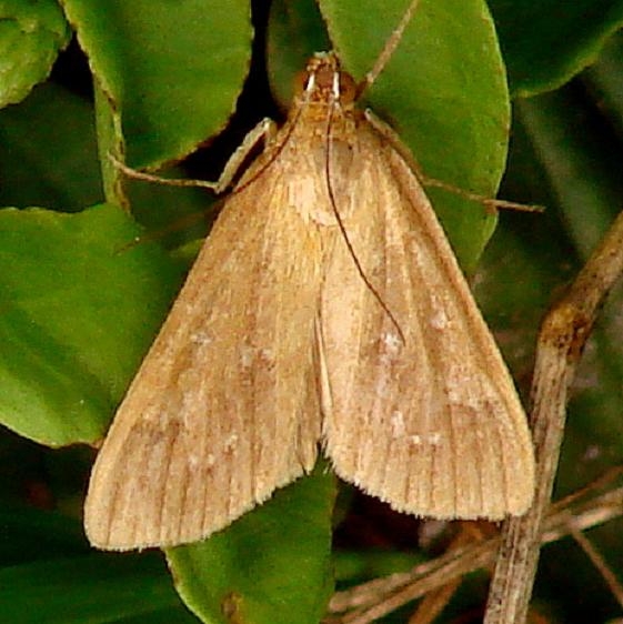 5253 White-spotted Orange Moth Lawrence Woods 8-11-12