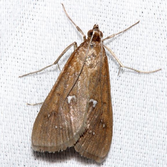 5255 White-spotted Brown Moth yard 4-16-12