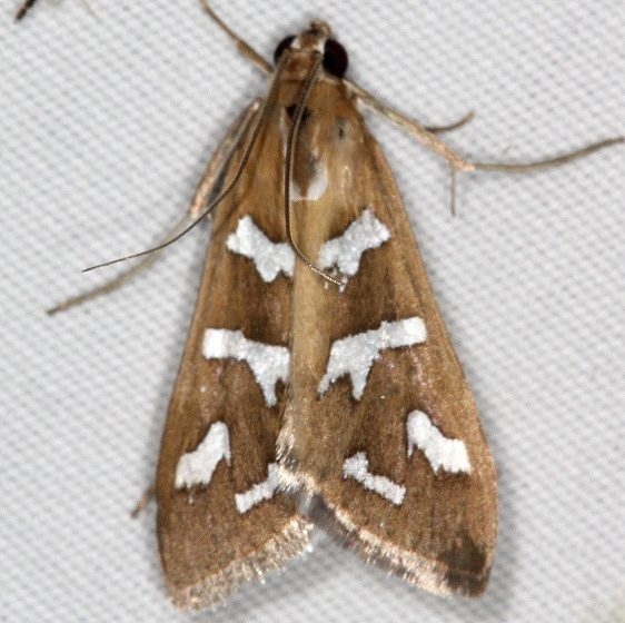 5256 Fractured Western Snout Moth Campsite 119 Falcon St Pk 10-22-16_opt