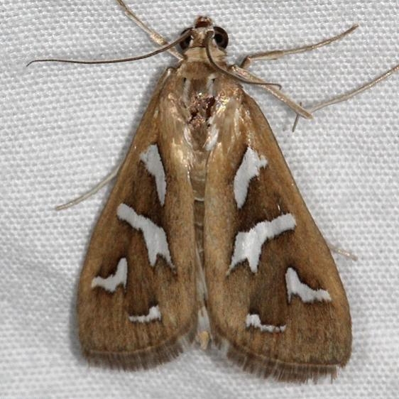 5258 Diastictis viridescens Fool Hollow St Pk Ariz 5-24-17 (40)_opt