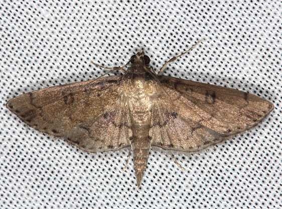 5263 Microthyris anormalis BG Collier Seminole St Pk 3-2-14