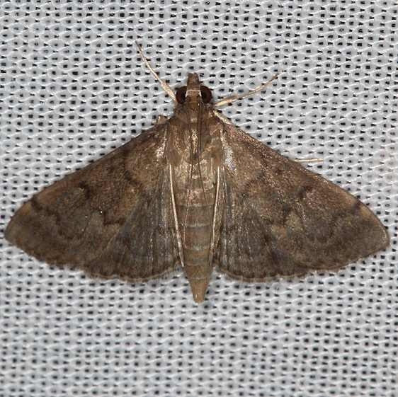 5274 Dusky Herpetogramma Moth yard 10-15-16_opt
