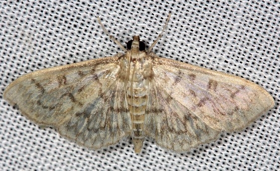 5275 Bold-feathered Grass Moth yard 6-12-13 (8a)