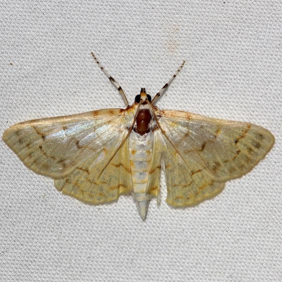 5275 Bold-feathered Grass Moth yard 7-24-12