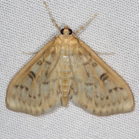 5276 Herpetogramma abdominalis Lake of the Woods Ash Rapids Lodge 7-16-17 (71)_opt