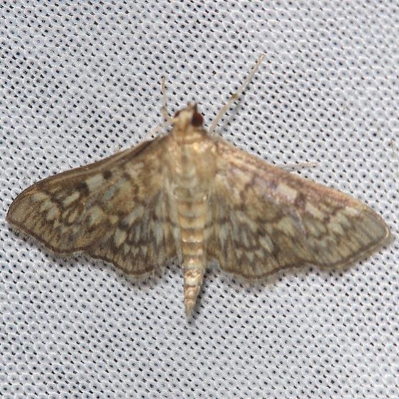 5277 Zigzag Herpetogramma yard 7-22-12