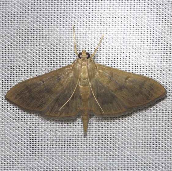 5279 Herpetogramma theseusalis tentative Kissimmee Prairie St Pk 3-12-13