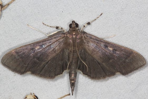 5279.1 Herpetogramma sphingealis Mothapalooza Shawnee St Forest Oh 7-7-17 (129)_opt