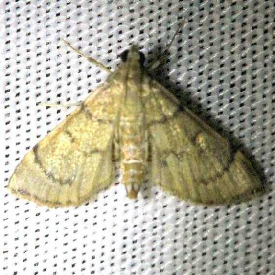 5285-Salbia-tytiusalis-Kissimmee-Prairie-St-Pk-Fl-3-11-14