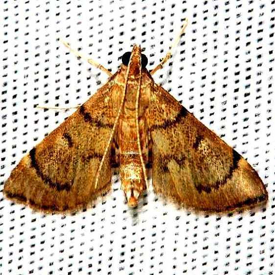 5285 Salbia tytiusalis Kissimmee-Prairie St Pk 3-11-13