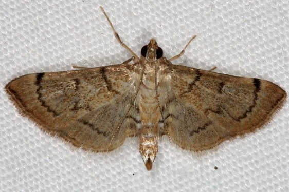 5285 Salbia tytiusalis Little Manetee River St Pk Fl 3-8-15