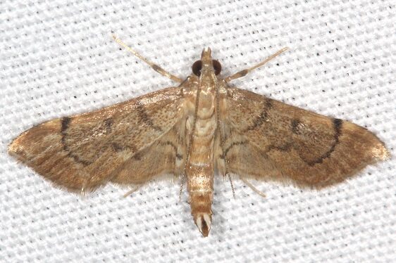 5286 Salbia mizaralis BG Paynes Prairie St Pk Fl 2-25-22