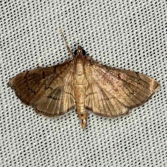 5286 Salbia mizaralis Lucky-Hammock-Everglades-2-23-14