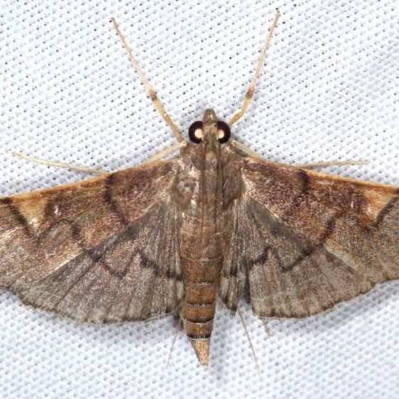 528797-Unidentified-Salbia-Collier-Seminole-St-Pk-Fl-3-18-25