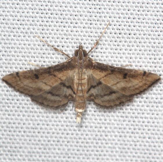 5289 Marasmia cochrusalis Bear Island Big Cypress Preserve Fl 1-12-24