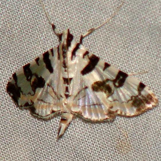 5291 Blush Conchylodes Moth Benson State Park Texas 10-16-08