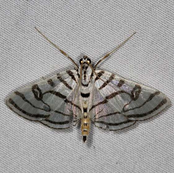 5292 Zebra Conchylodes Moth yard 6-10-15