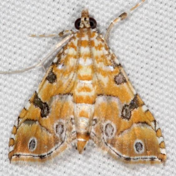 5294 Ommatospila narcaeusalis Campsite 119 Falcon St Pk 10-22-16
