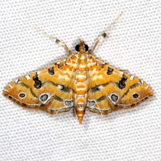 5294 Ommatospila narcaeusalis Campsite 119 Falcon St Pk 10-22-16_opt
