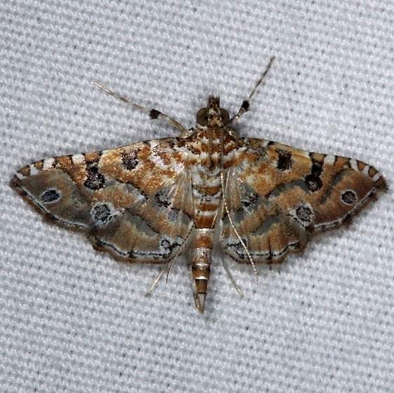 5294 Ommatospila narcaeusalis Pineland Everglades Fl 2-26-15