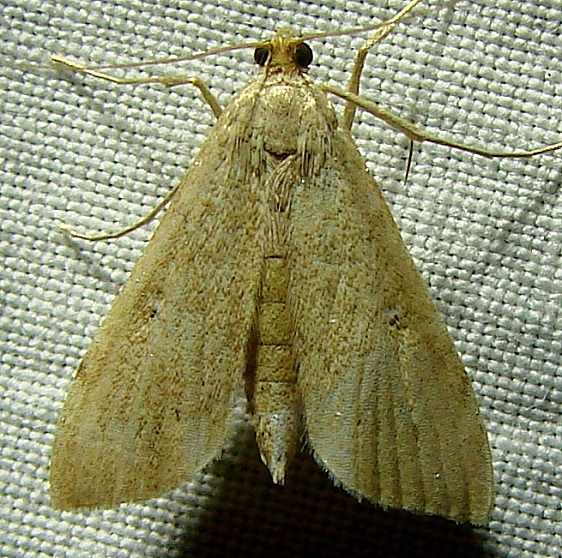 5298.1 Sclerocona acutella Mahogany Hammock Everglades 2-27-12