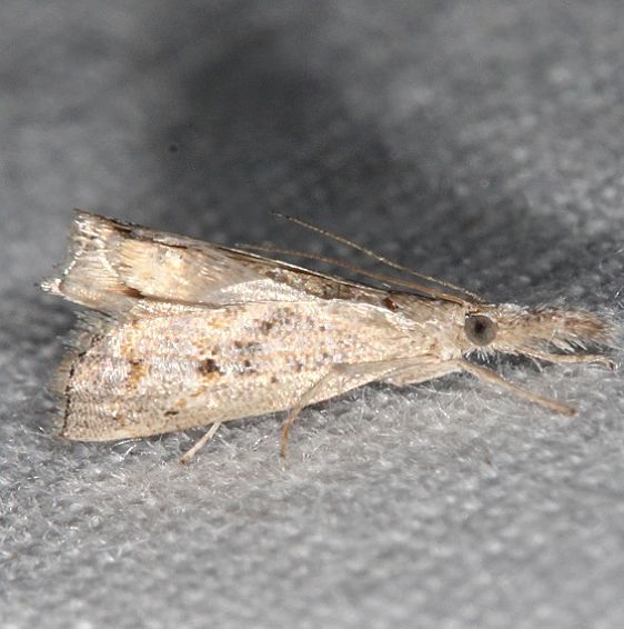 5456 Microcausta flavipunctalis light colored form Silver Springs St Pk Fl 9-24-18 (59)_opt