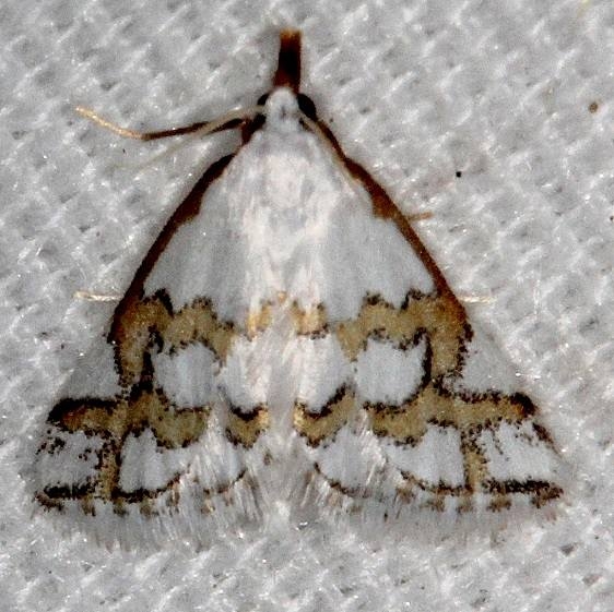 5301 Leptosteges flavicostella Hopkins Prairie Ocala Natl Forest Fl 9-26-18 (31)_opt