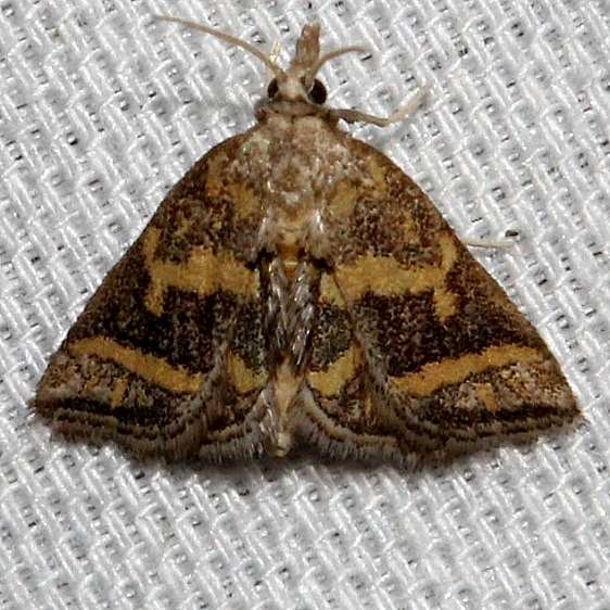5302 Leptosteges flavifascialis Kissimmee Prairie St Pk 3-17-13
