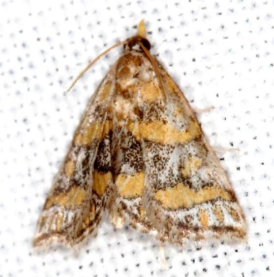 5302-Leptosteges-flavifascialis-Lake-Kissimmee-St-Pk-Fl-3-13-25-3