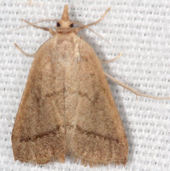 5305 Leptosteges sordidalis BG-Bear Island Big Cypress Preserve Fl 2-28-21